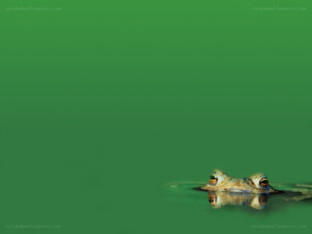frog in green water