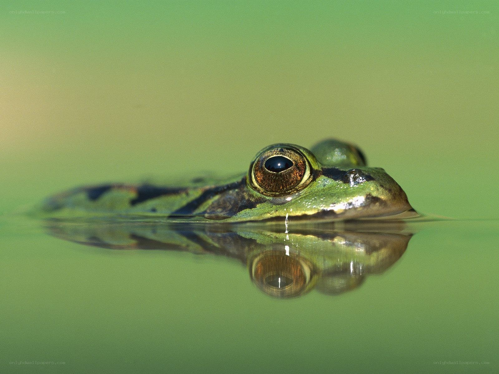 frog in green water