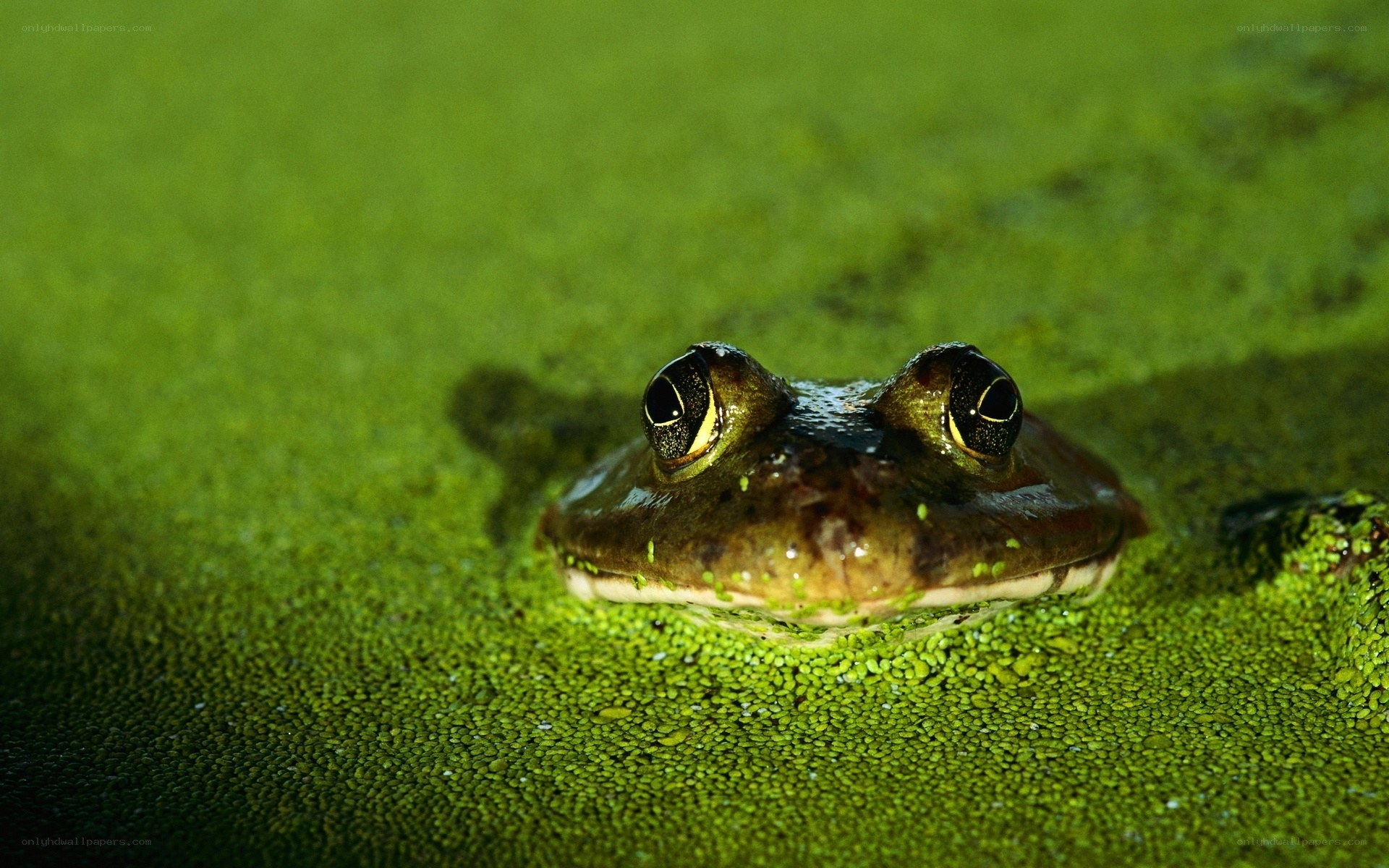 frog in green water