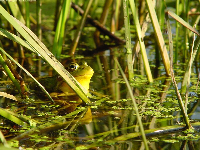 frog in marsh grass