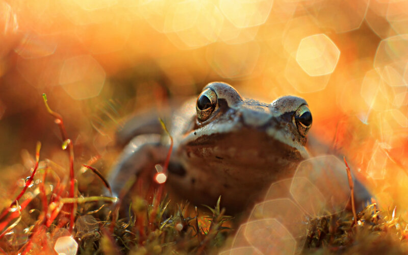 Frog in Moss