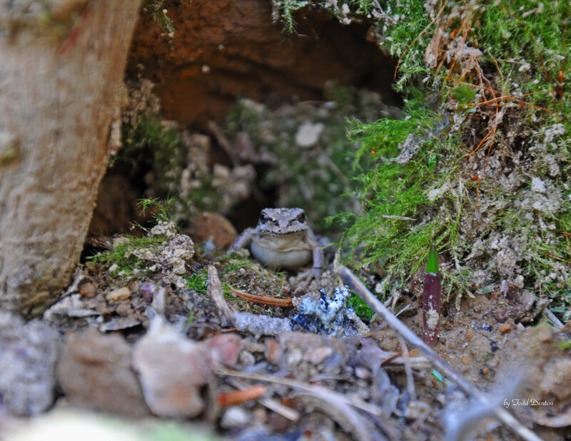 frog in mossy forest