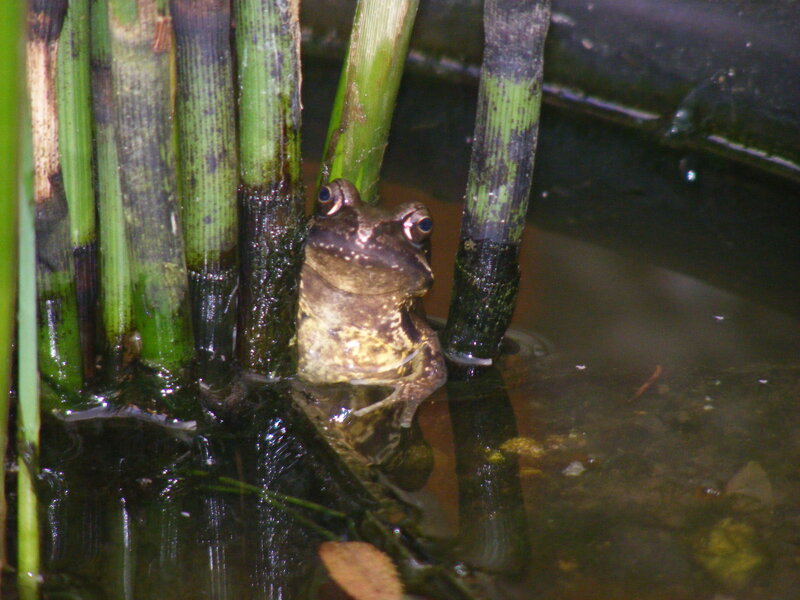 frog in pond among reeds