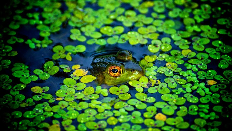 Frog in Pond