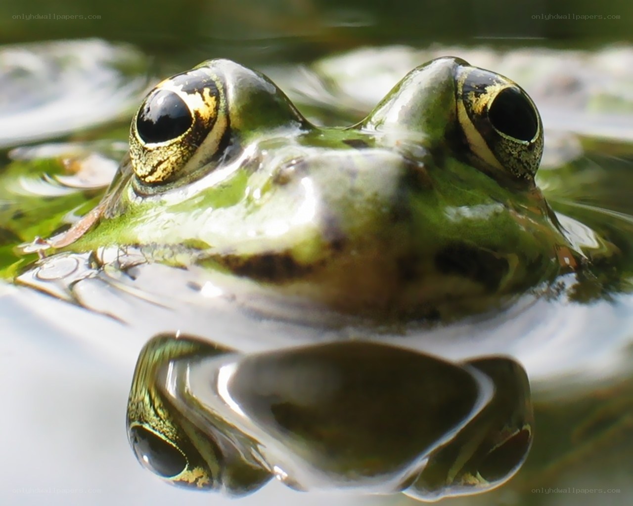 frog in pond water
