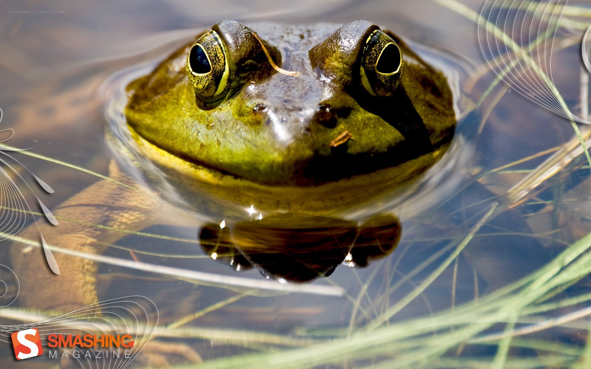 frog in pond water