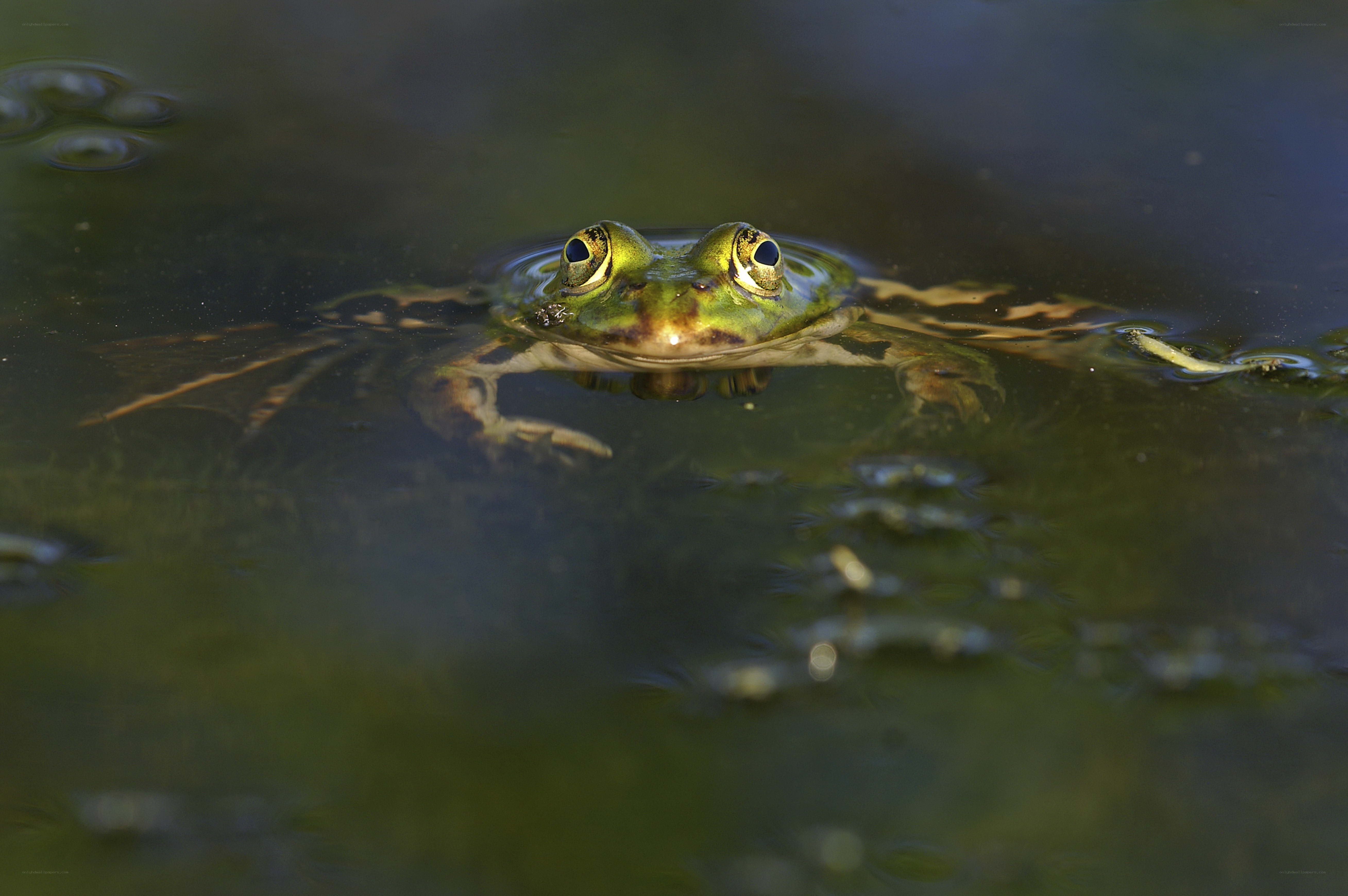 frog in pond water