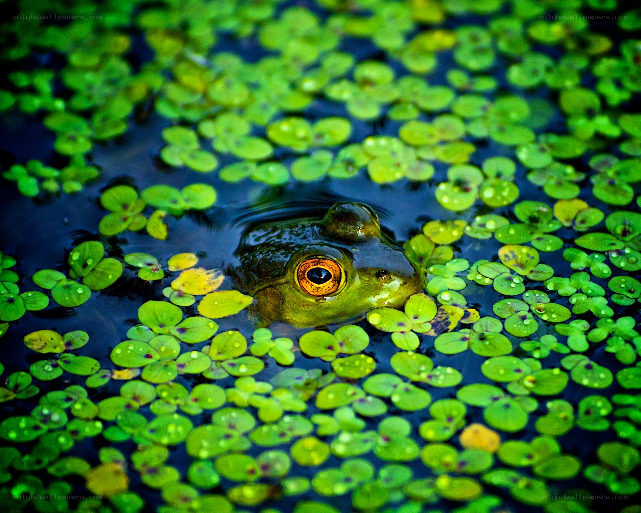 frog in pond with duckweed