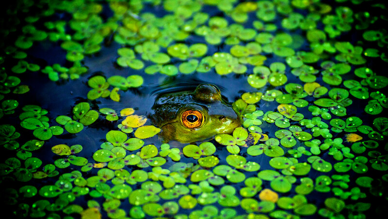 frog in pond with duckweed