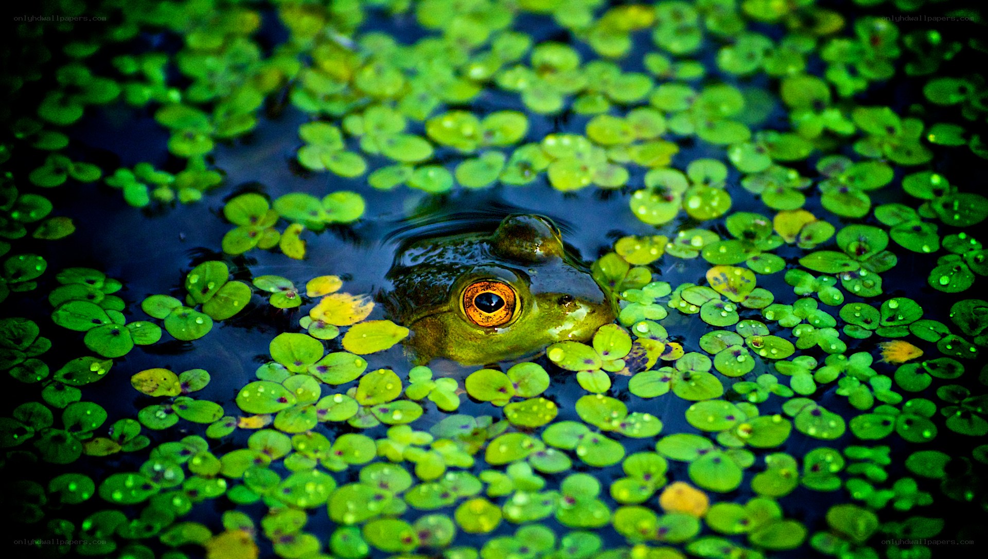 frog in pond with duckweed