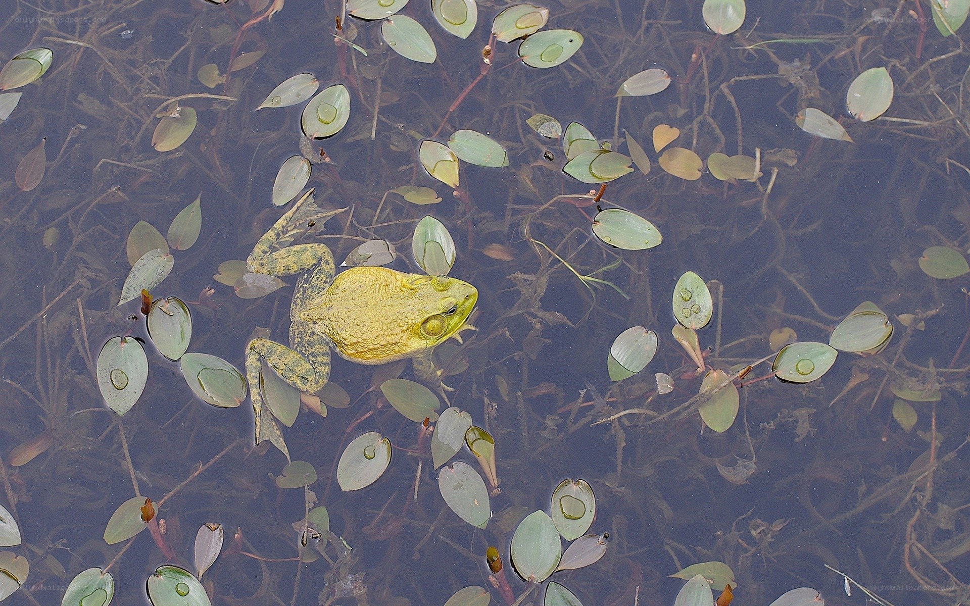 frog in pond with floating leaves