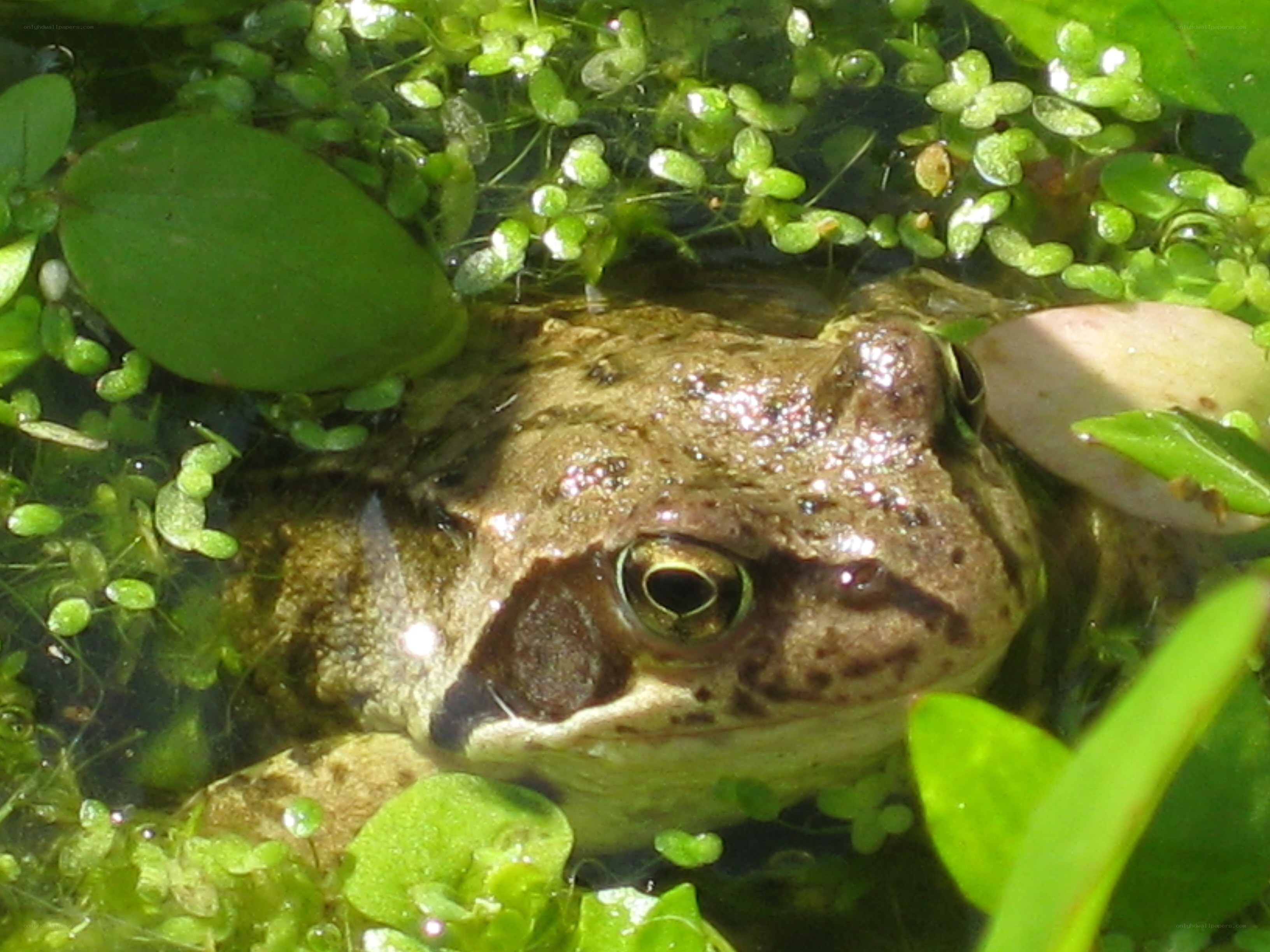 frog in pond with plants