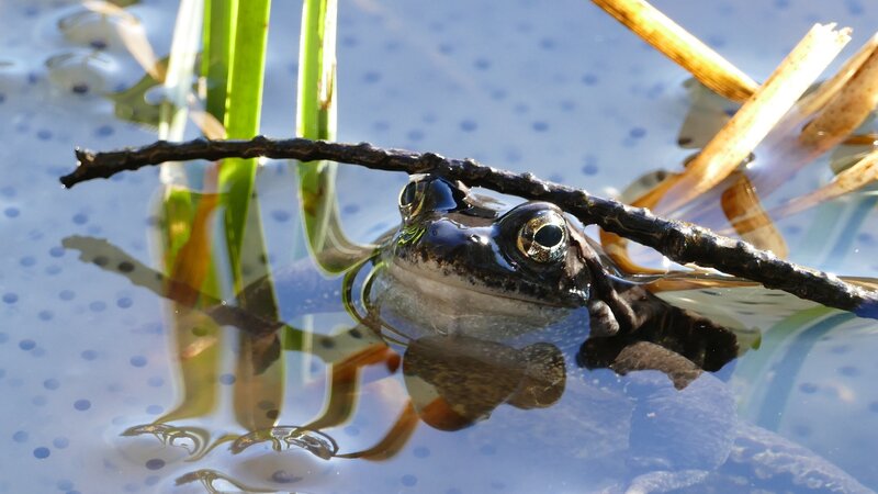 frog in pond with stick