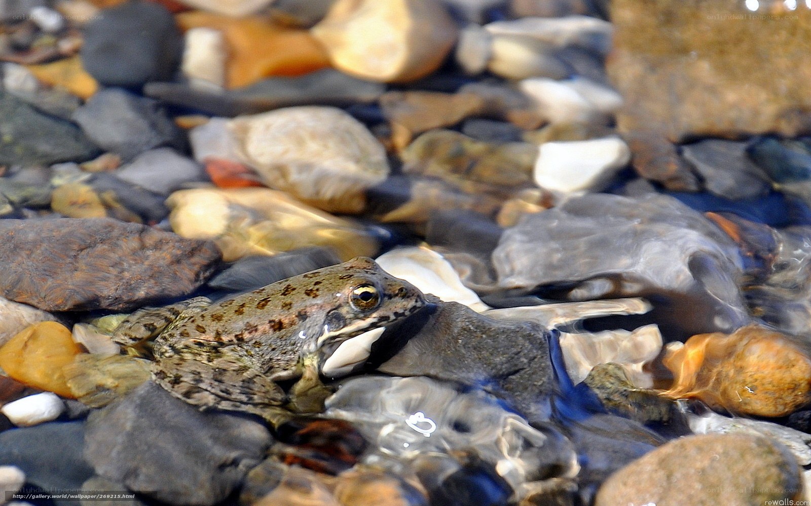 Frog in shallow stream