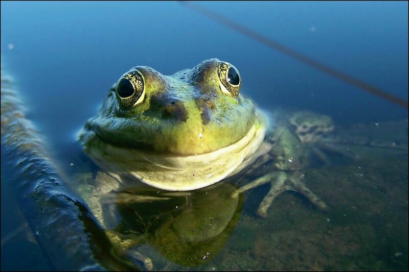 frog in shallow water