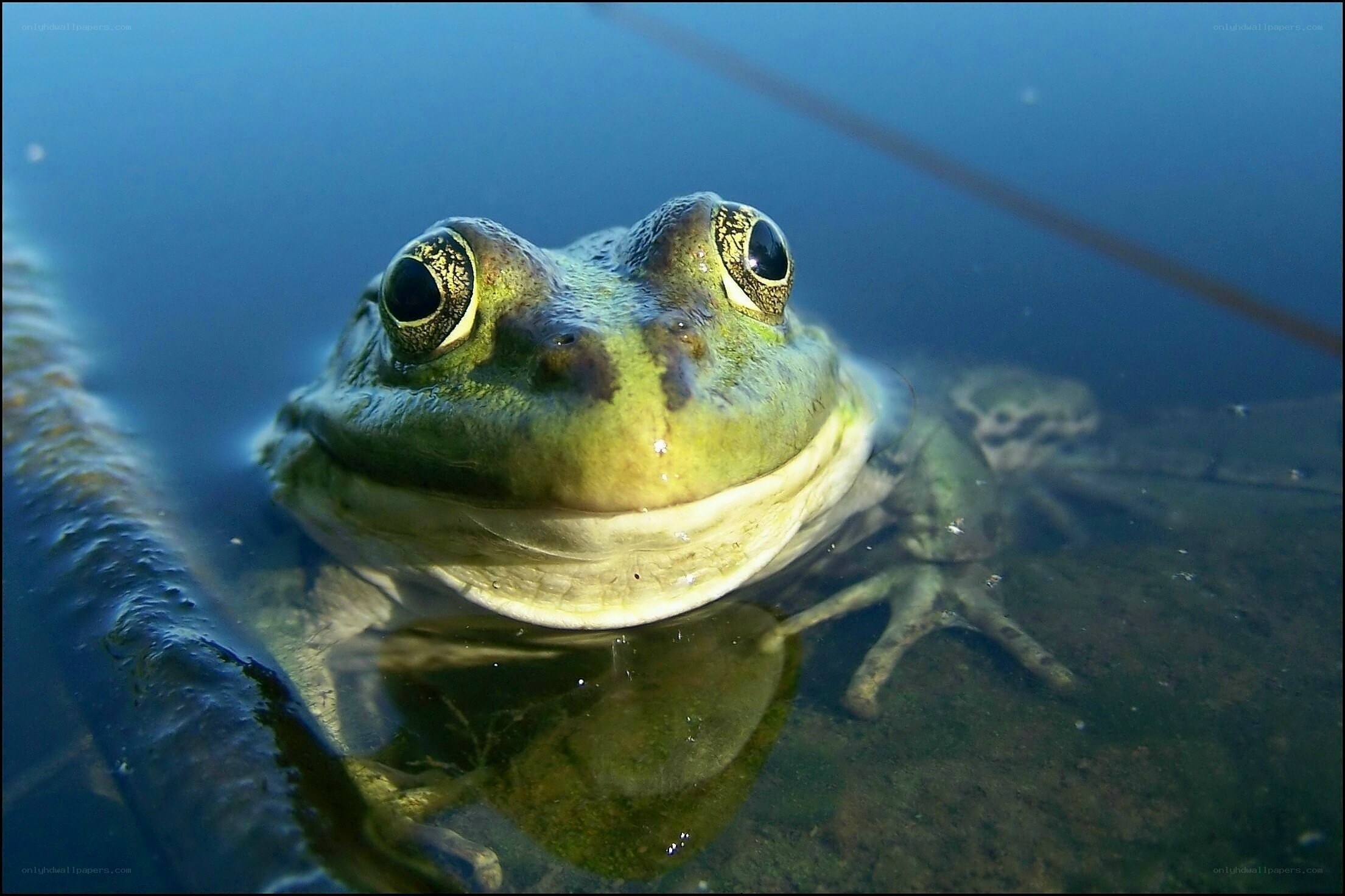 frog in shallow water