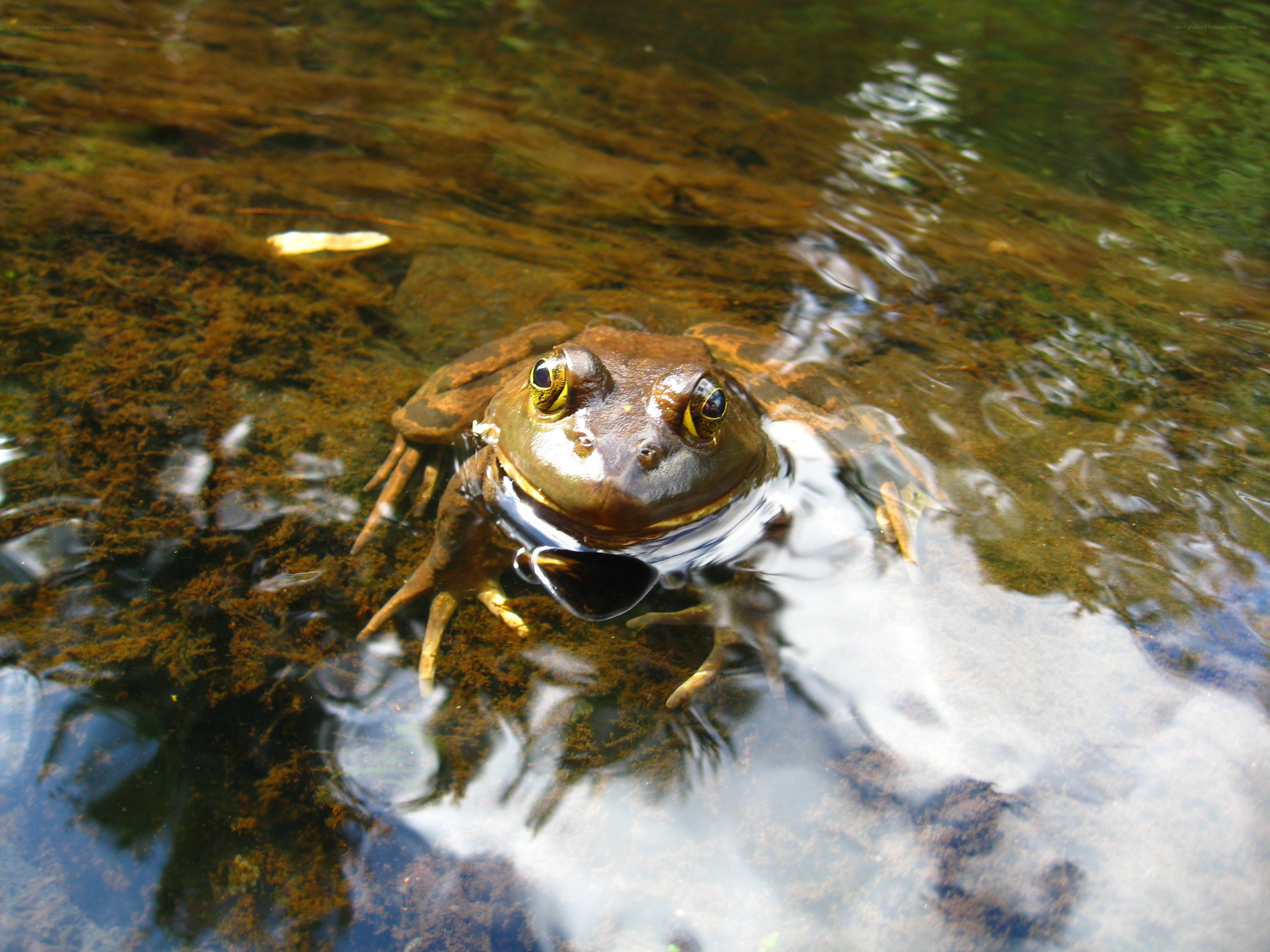 frog in shallow water
