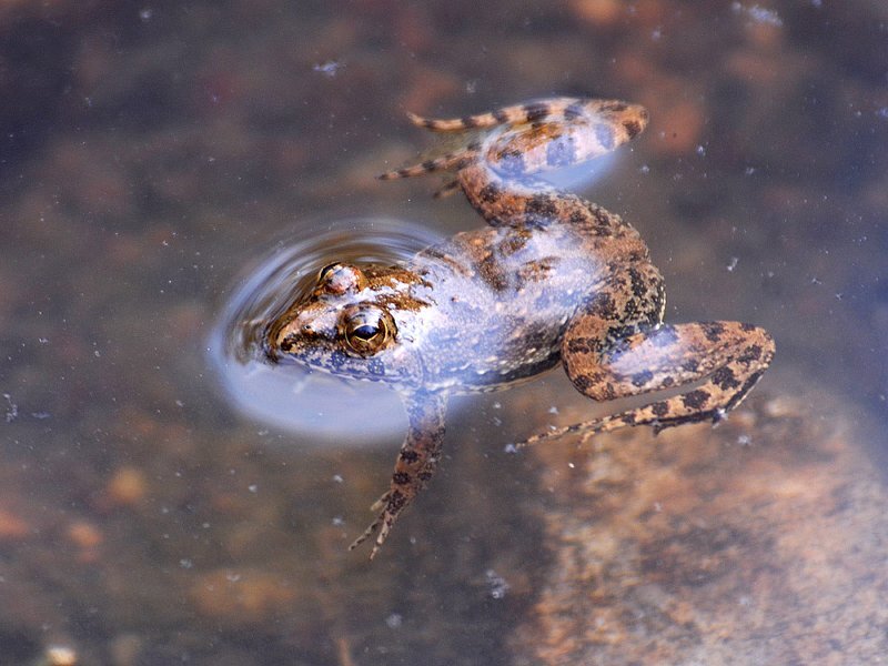 Frog in Shallow Water — Brown