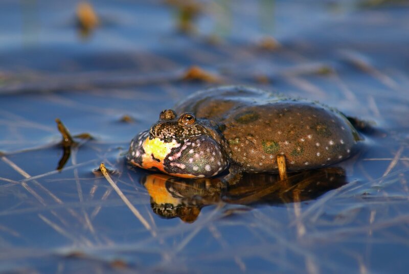 frog in shallow water