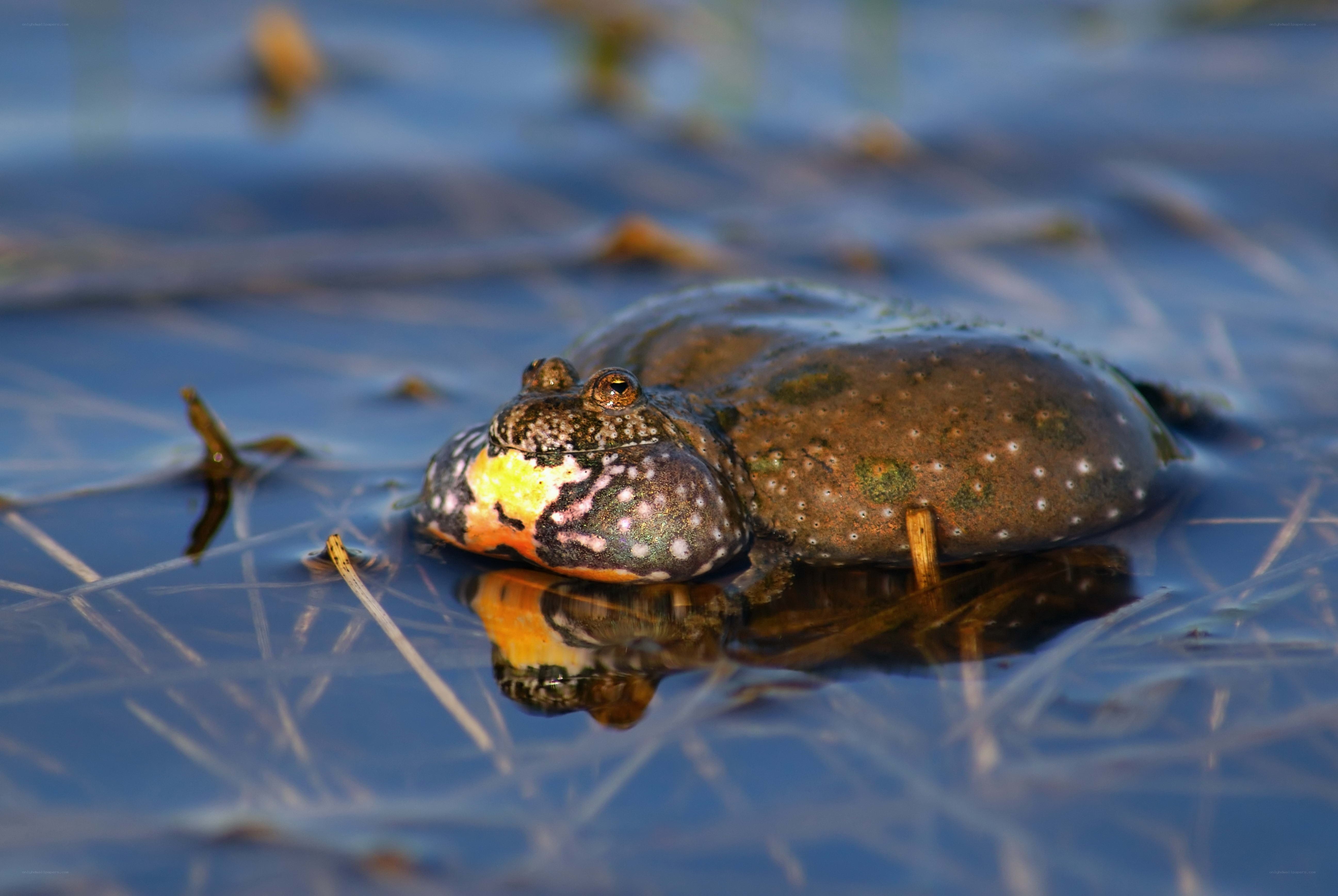 frog in shallow water