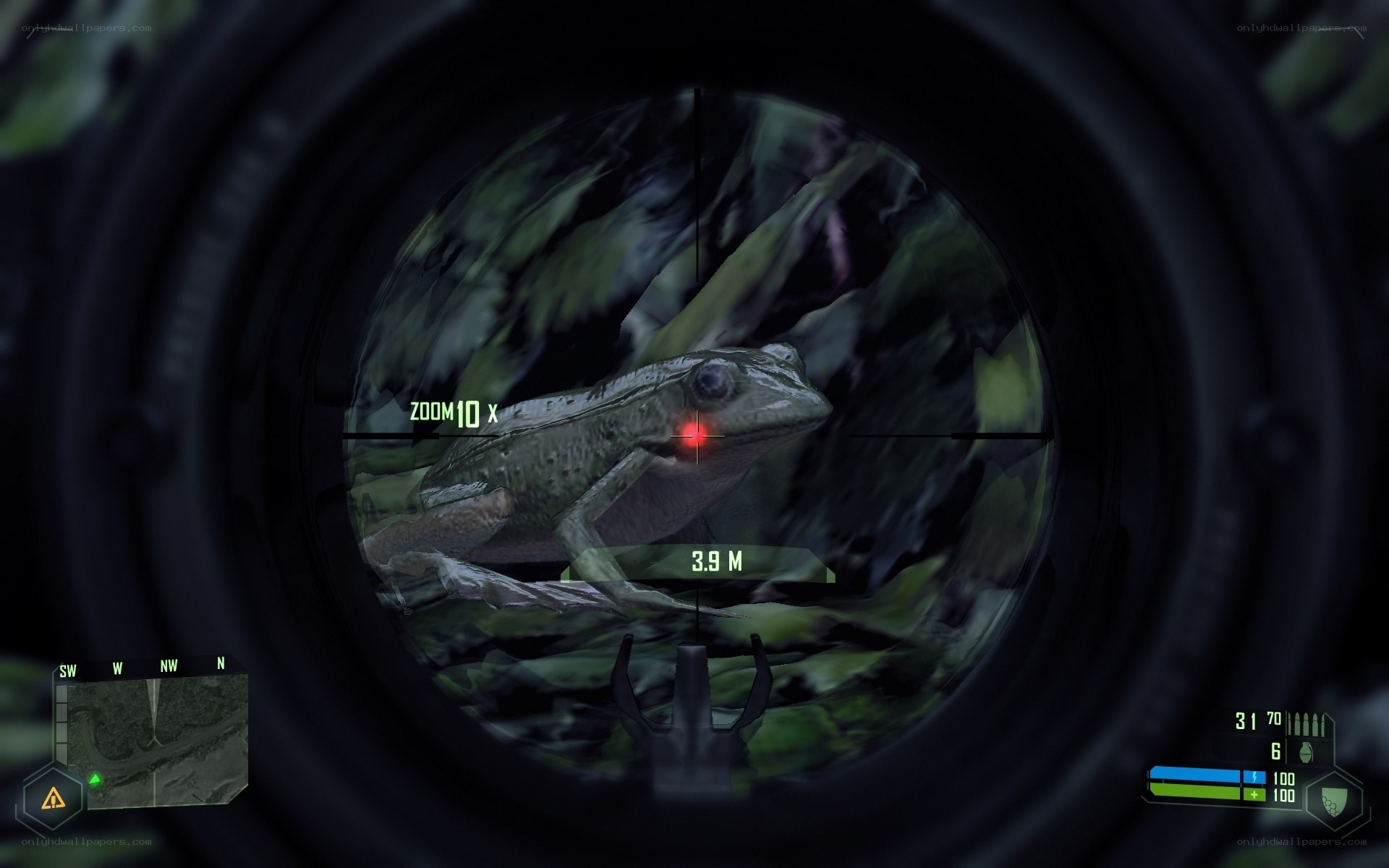 frog in sniper scope
