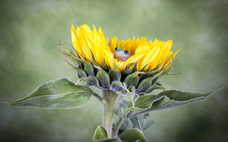 Frog in Sunflower
