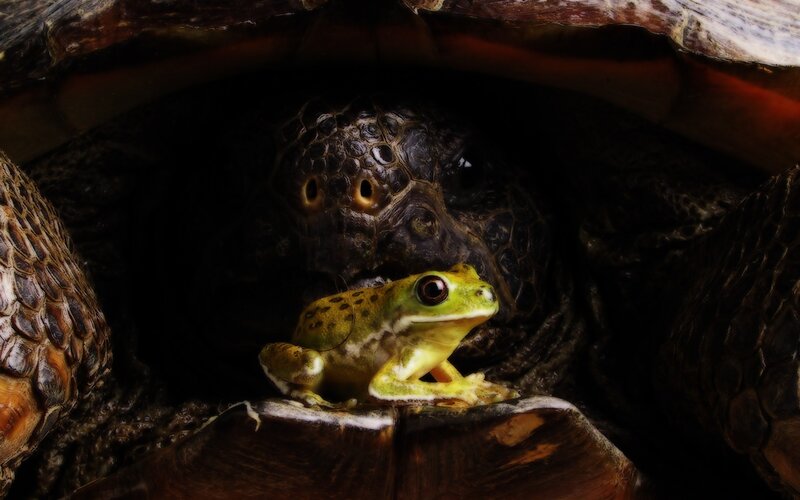 frog in turtle shell