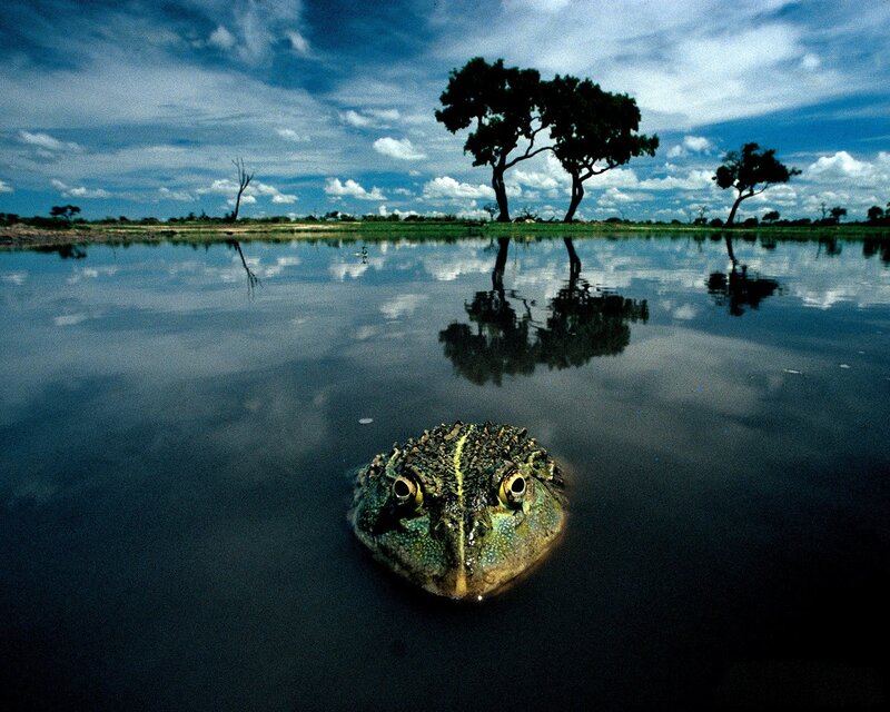 Frog in Water — Blue