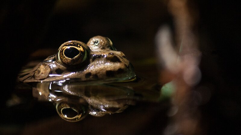 Frog in Water — Brown