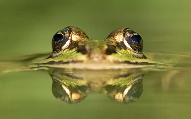 Frog in Water — Green