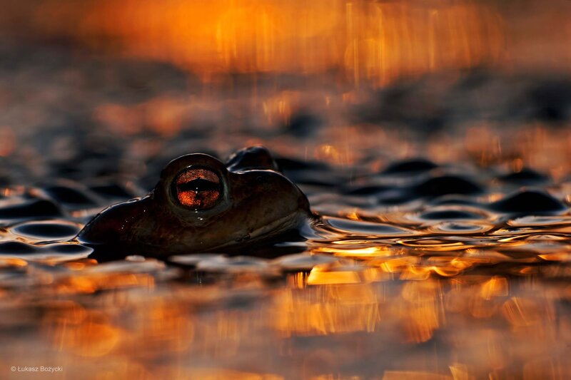 Frog in Water — Orange