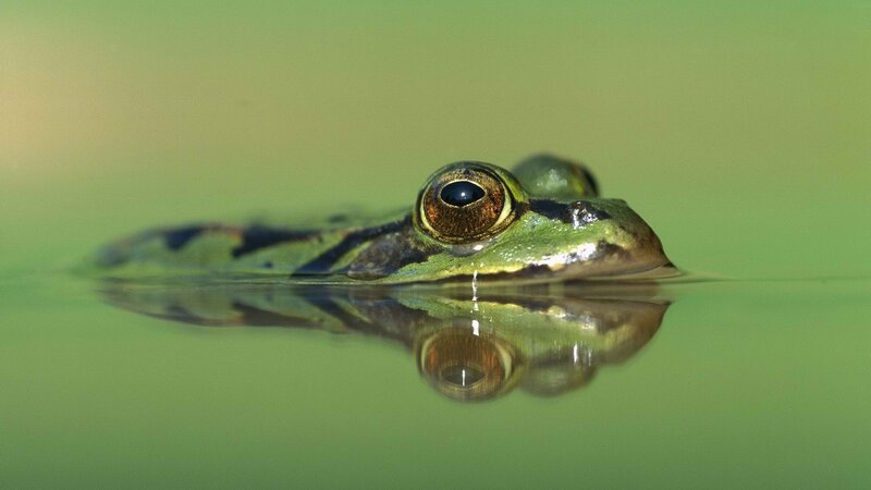 frog in water reflection