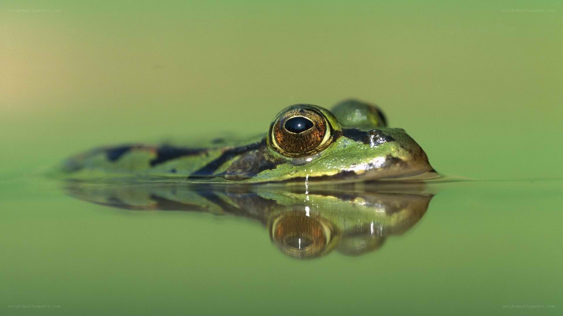 frog in water reflection