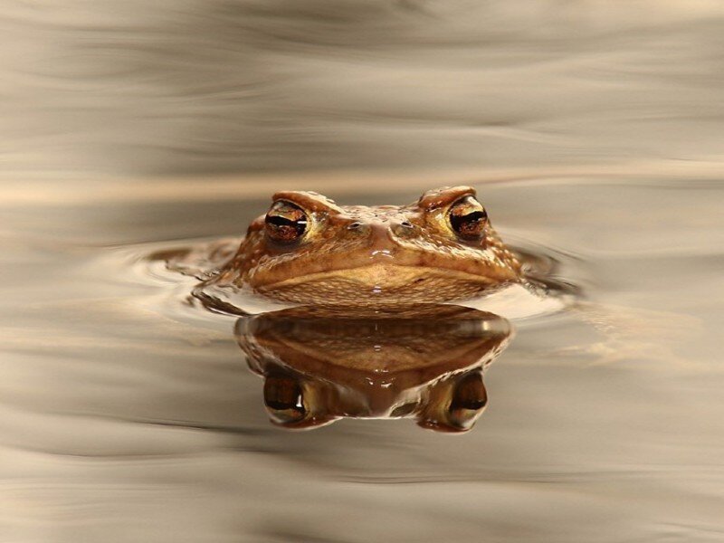 frog in water reflection