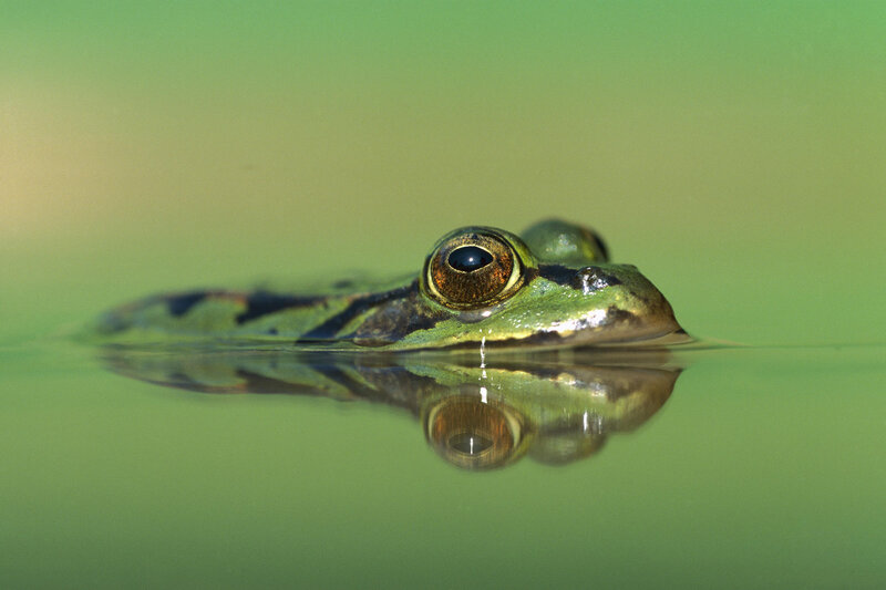 frog in water reflection