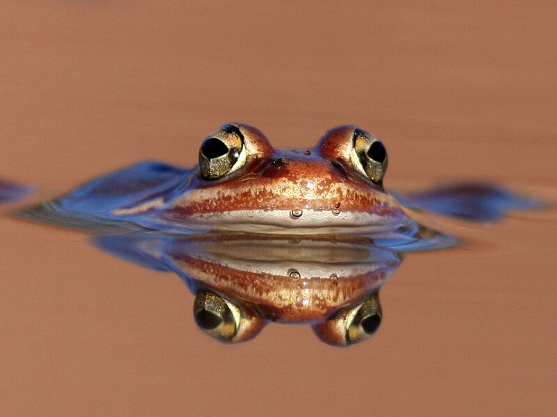 Frog in Water