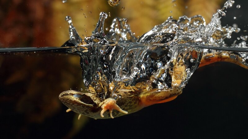 Frog Jumping into Water — Brown