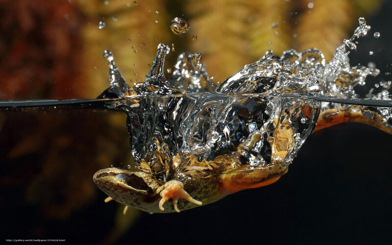 frog jumping into water