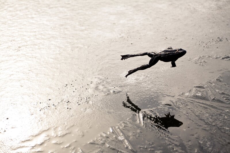 frog leaping over ice