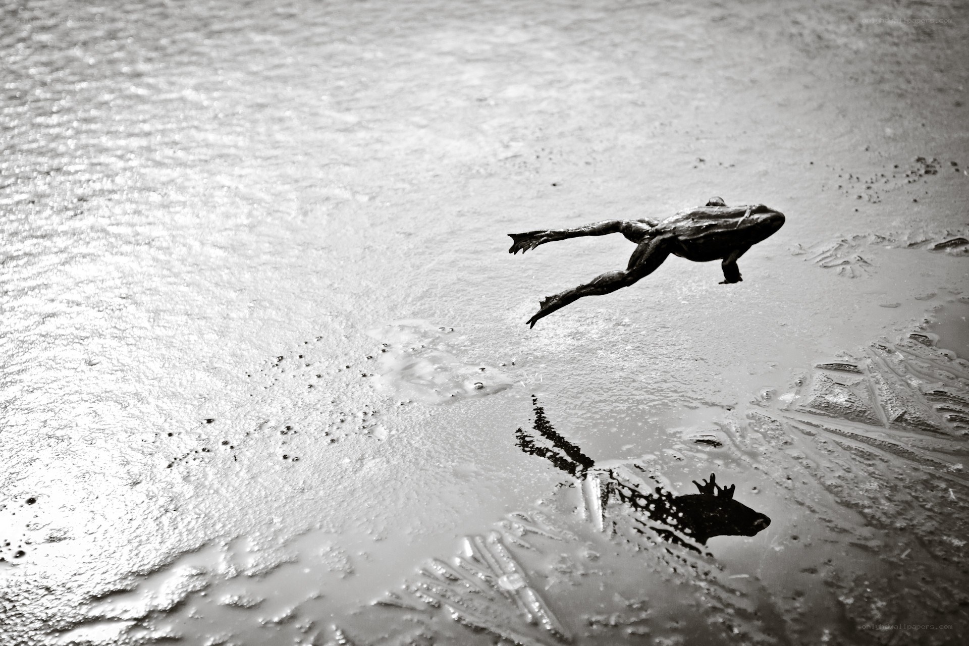 frog leaping over water