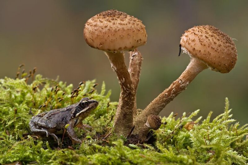 Frog Near Mushrooms