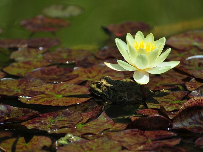 Frog Near Water Lily