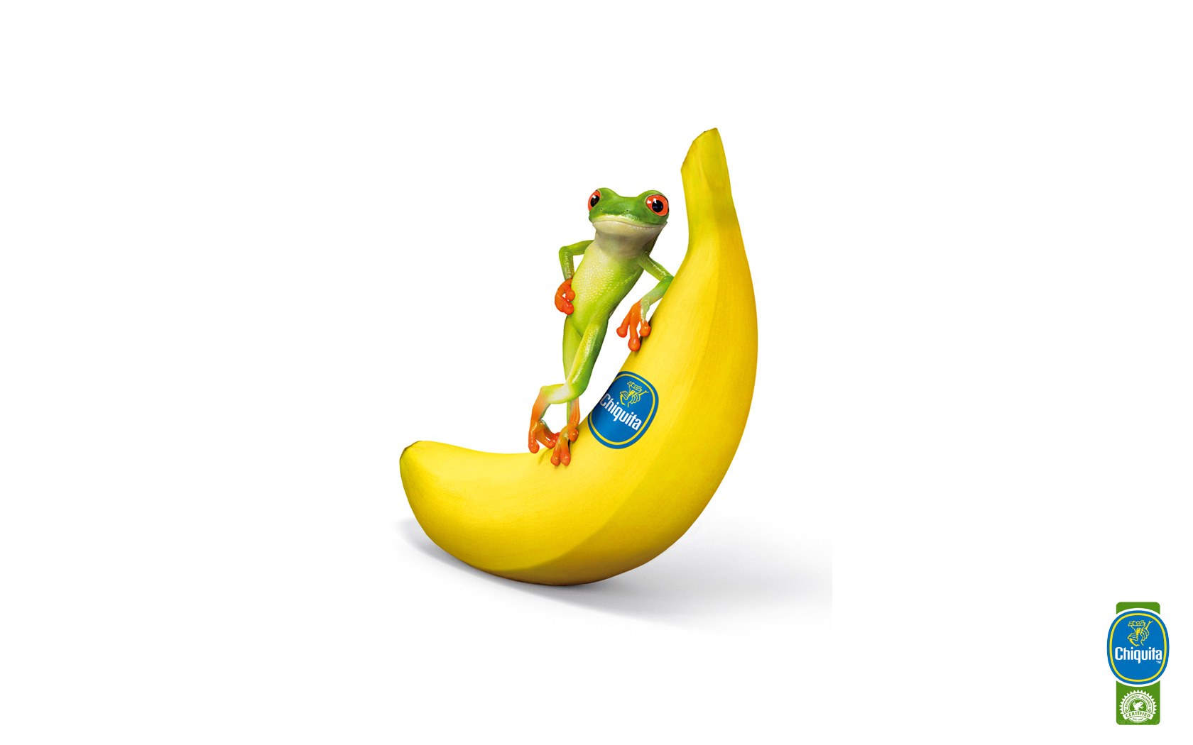 frog on a banana