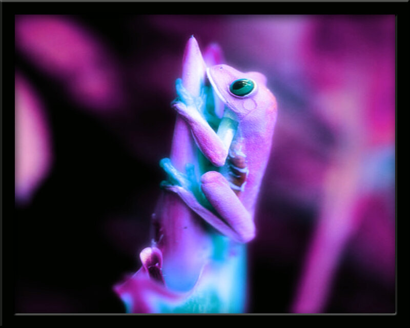 frog on a branch under neon light