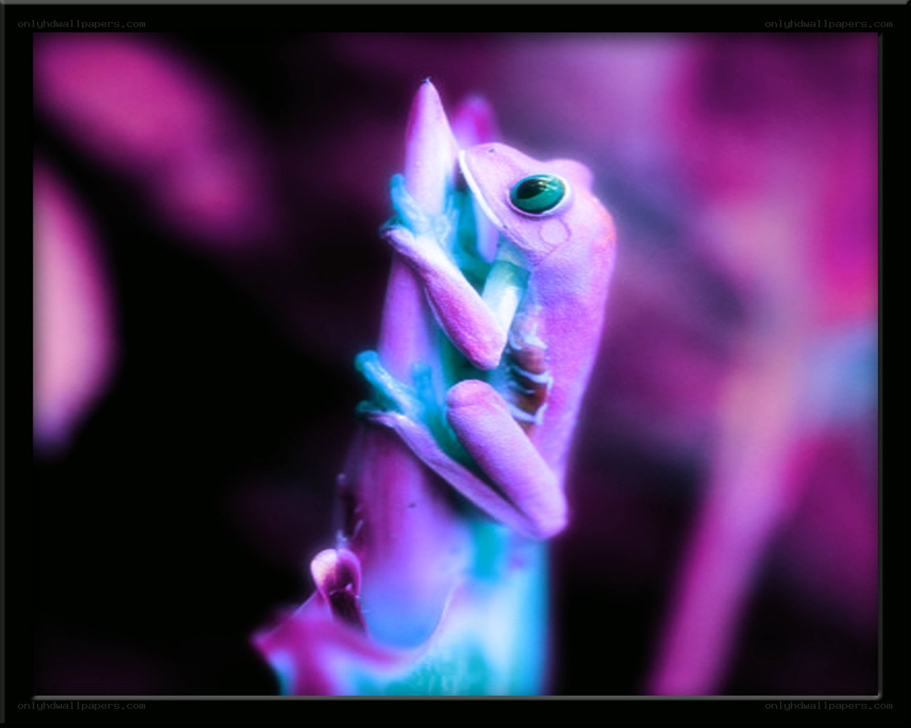 frog on a branch under neon light