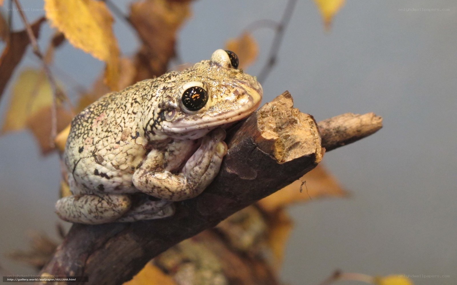 frog on a branch