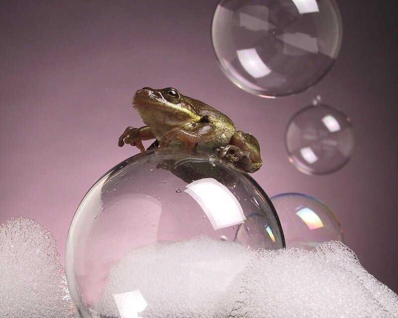 frog on a bubble