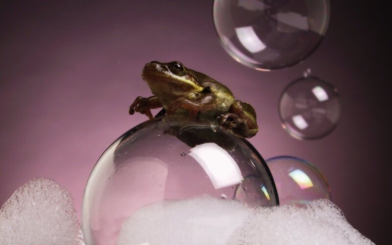 Frog on a Bubble — Purple, Dreamy