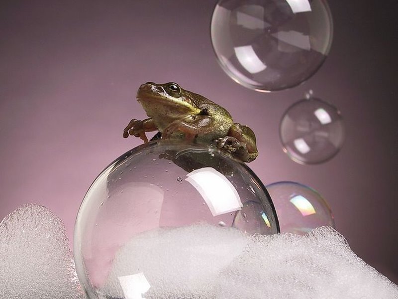 Frog on a Bubble — Purple