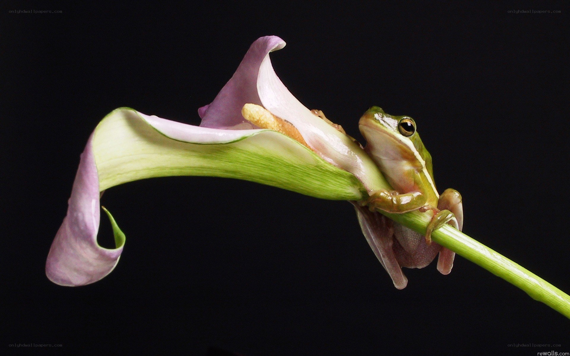 frog on a calla lily